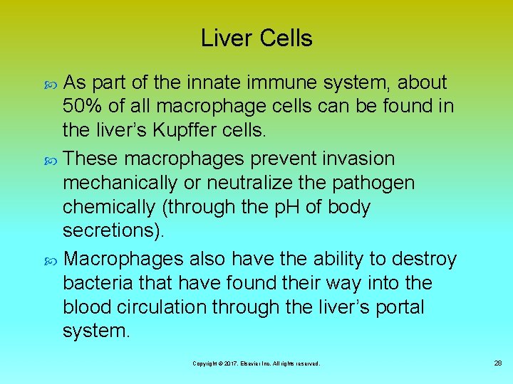 Liver Cells As part of the innate immune system, about 50% of all macrophage