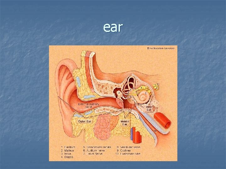 ear 