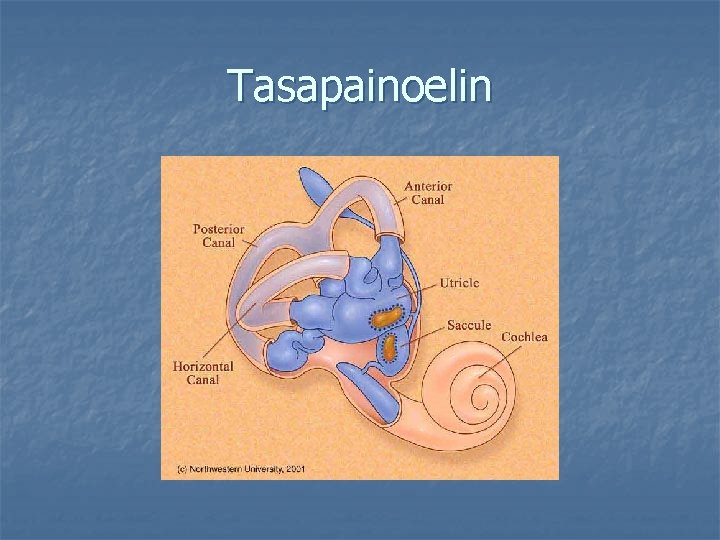 Tasapainoelin 