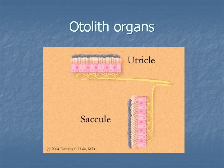 Otolith organs 