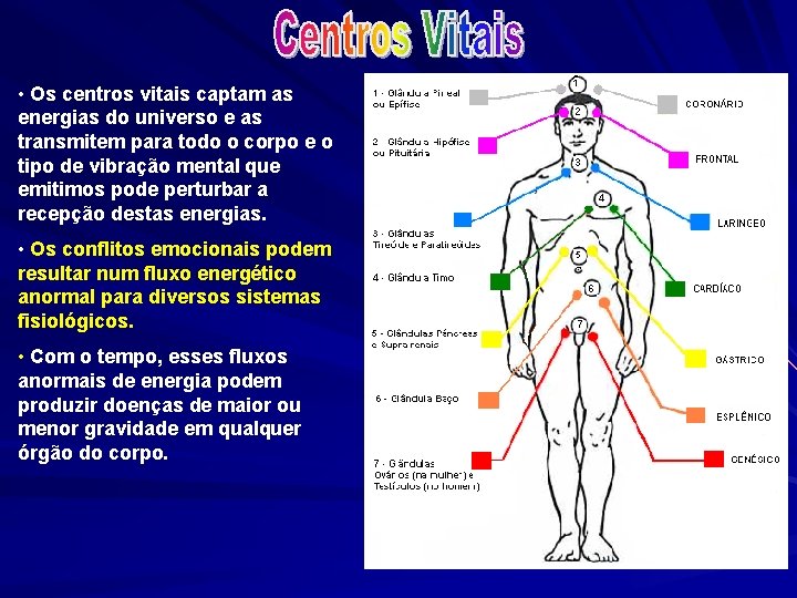 • Os centros vitais captam as energias do universo e as transmitem para