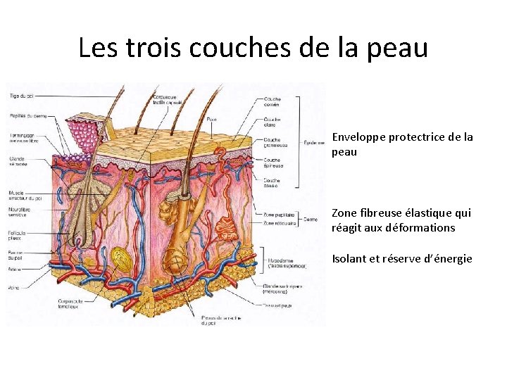 Les trois couches de la peau Enveloppe protectrice de la peau Zone fibreuse élastique Les trois couches de la peau Enveloppe protectrice de la peau Zone fibreuse élastique