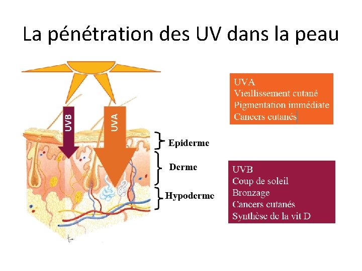 La pénétration des UV dans la peau La pénétration des UV dans la peau
