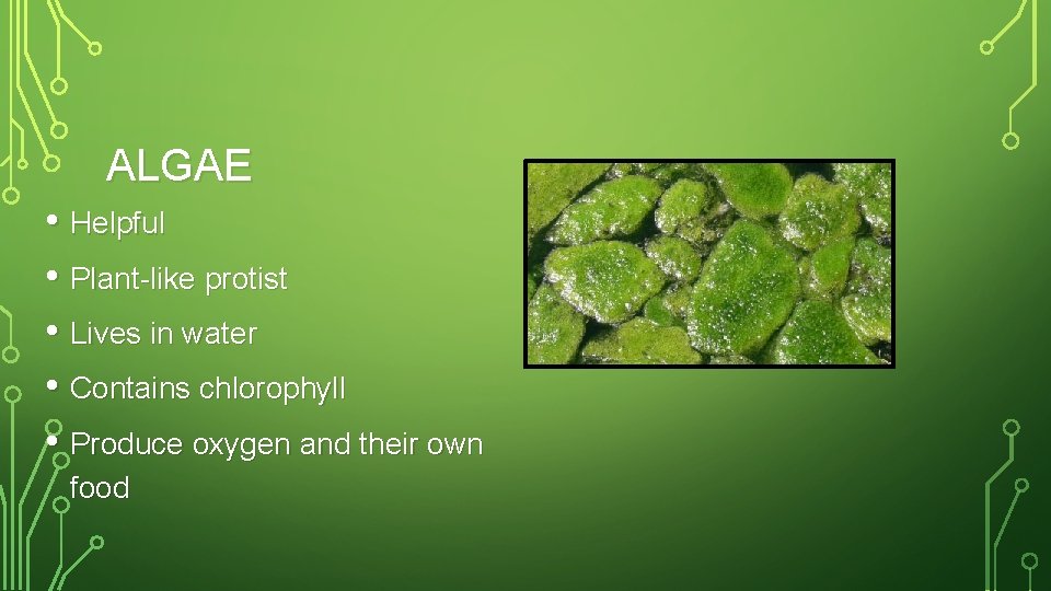ALGAE • Helpful • Plant-like protist • Lives in water • Contains chlorophyll •