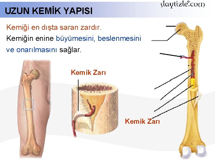 UZUN KEMİK YAPISI Kemiği en dışta saran zardır. Kemiğin enine büyümesini, beslenmesini ve onarılmasını