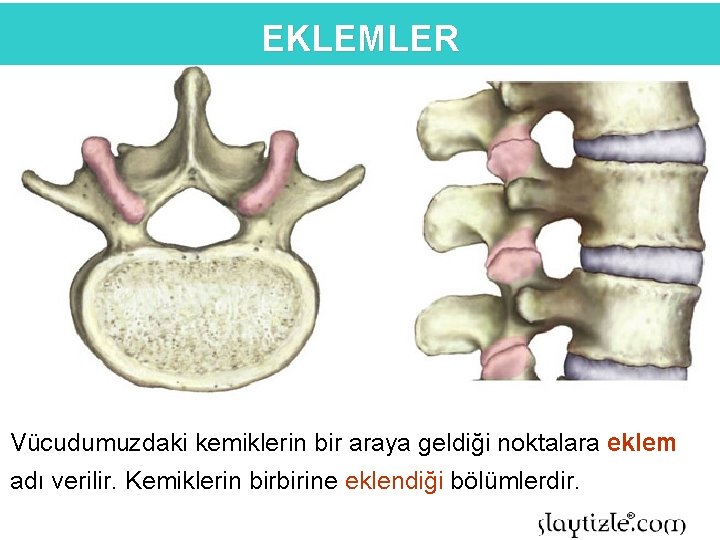 EKLEMLER Vücudumuzdaki kemiklerin bir araya geldiği noktalara eklem adı verilir. Kemiklerin birbirine eklendiği bölümlerdir.