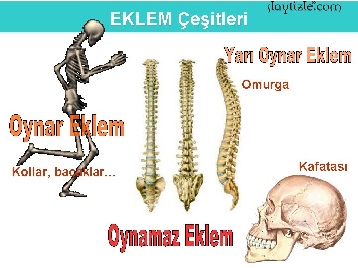 EKLEM Çeşitleri Omurga Kollar, bacaklar… Kafatası 