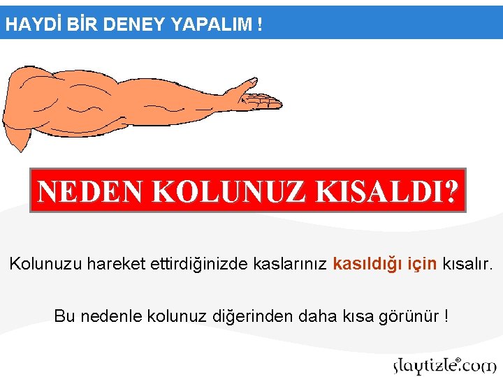 HAYDİ BİR DENEY YAPALIM ! NEDEN KOLUNUZ KISALDI? Kolunuzu hareket ettirdiğinizde kaslarınız kasıldığı için