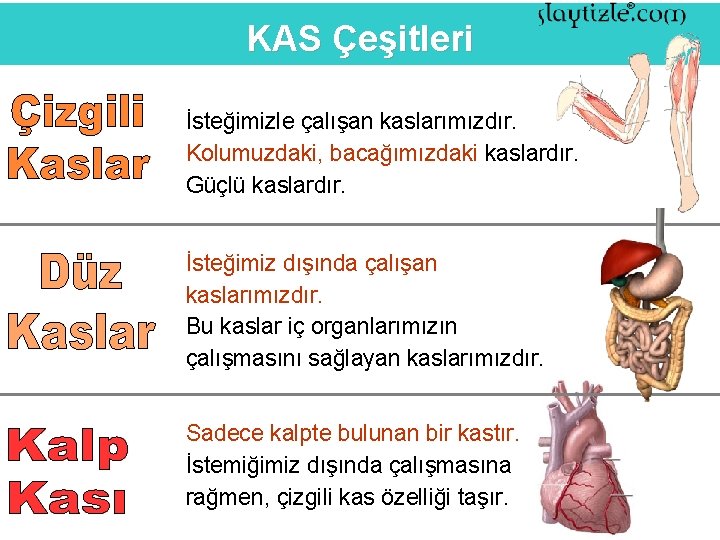 KAS Çeşitleri İsteğimizle çalışan kaslarımızdır. Kolumuzdaki, bacağımızdaki kaslardır. Güçlü kaslardır. İsteğimiz dışında çalışan kaslarımızdır.