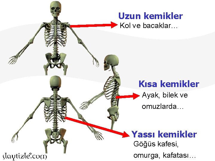 Uzun kemikler Kol ve bacaklar… Kısa kemikler Ayak, bilek ve omuzlarda… Yassı kemikler Göğüs