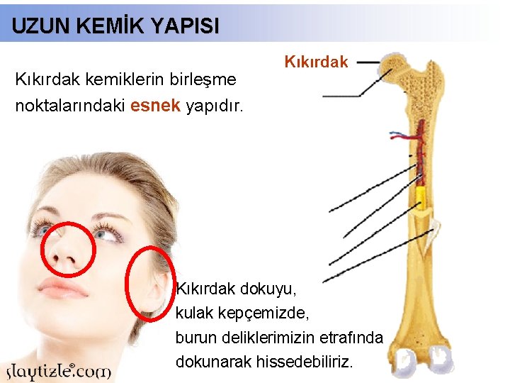 UZUN KEMİK YAPISI Kıkırdak kemiklerin birleşme Kıkırdak noktalarındaki esnek yapıdır. Kıkırdak dokuyu, kulak kepçemizde,