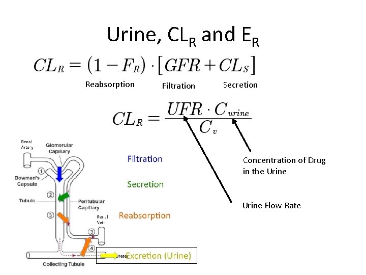 Urine, CLR and ER Reabsorption Filtration Secretion Concentration of Drug in the Urine Flow
