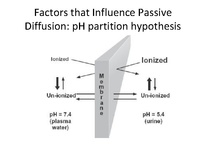 Factors that Influence Passive Diffusion: p. H partition hypothesis 