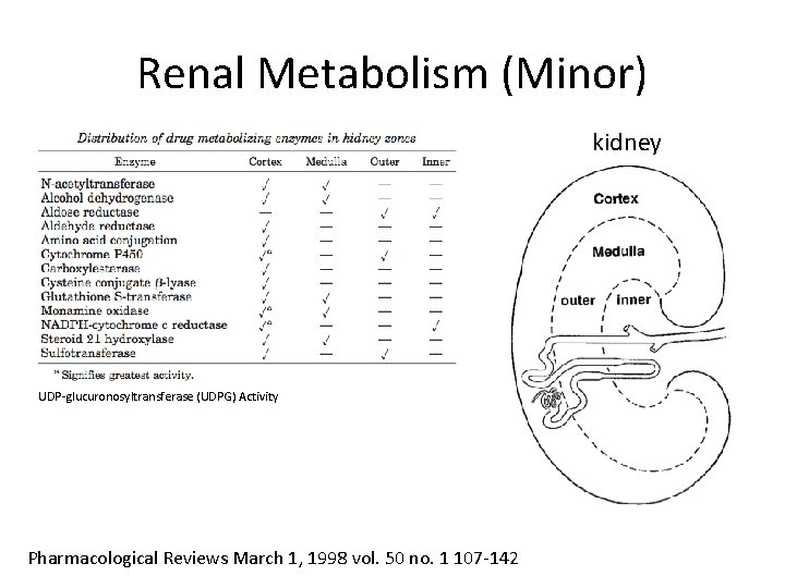 Renal Metabolism (Minor) kidney UDP-glucuronosyltransferase (UDPG) Activity Pharmacological Reviews March 1, 1998 vol. 50