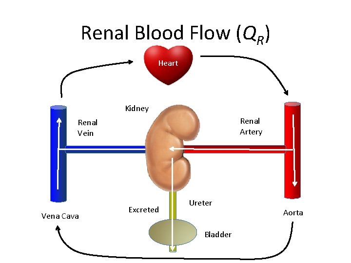 Renal Blood Flow (QR) Heart Kidney Renal Artery Renal Vein Vena Cava Excreted Ureter
