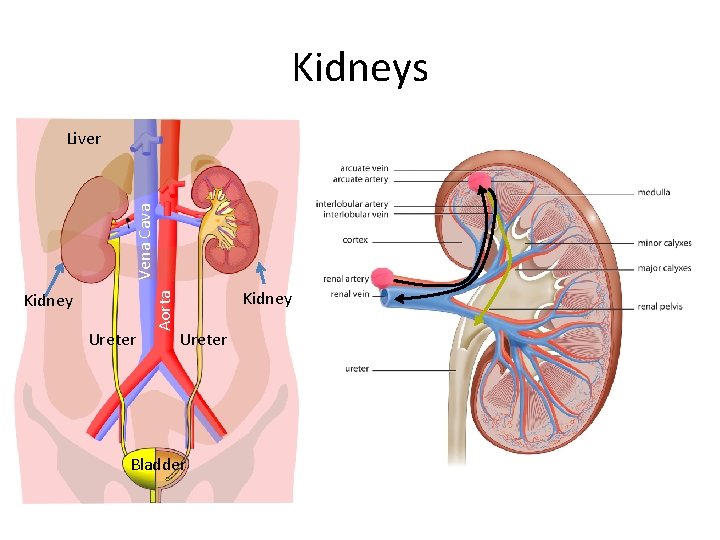 Kidneys Kidney Ureter Aorta Vena Cava Liver Kidney Ureter Bladder 