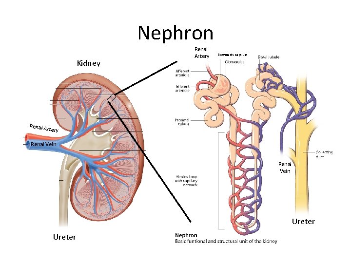 Nephron Kidney Renal Artery Bowman’s capsule tery Renal Vein Ureter 