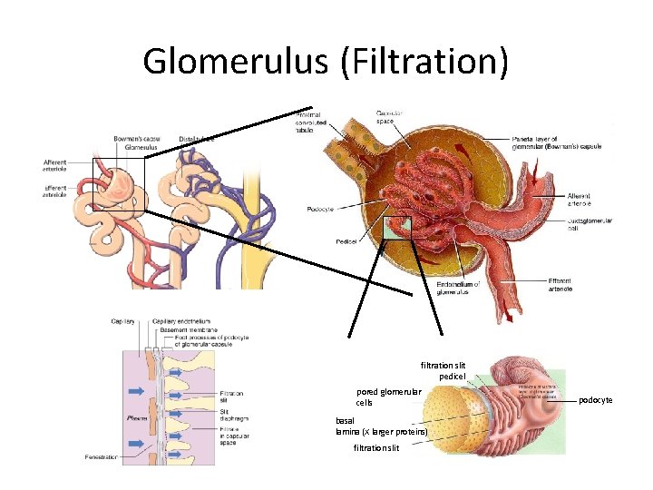 Glomerulus (Filtration) filtration slit pedicel pored glomerular cells basal lamina (X larger proteins) filtration