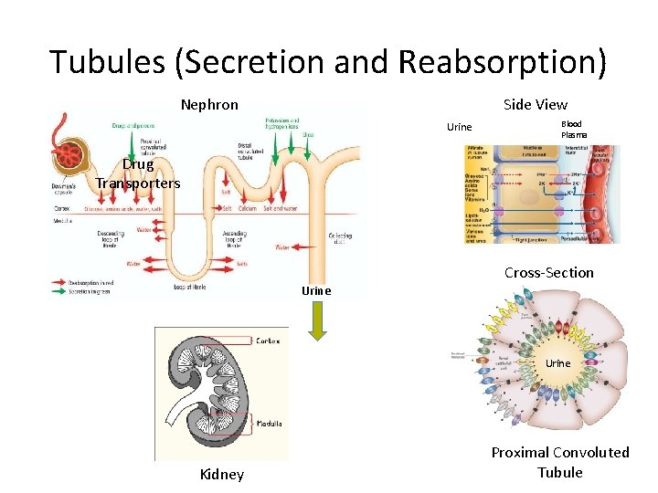 Tubules (Secretion and Reabsorption) Side View Nephron Urine Blood Plasma Drug Transporters Cross-Section Urine
