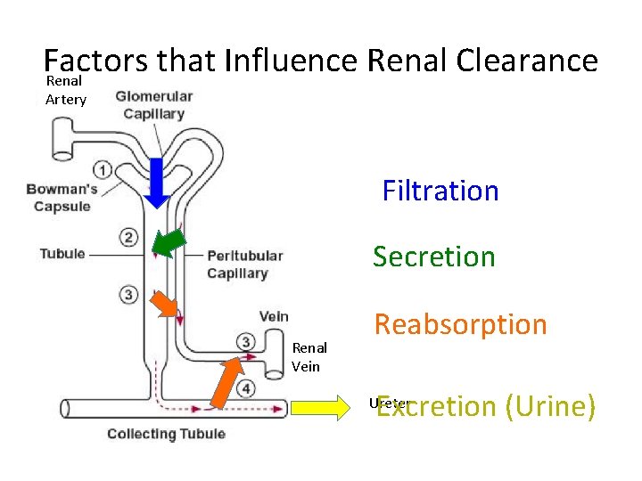 Factors that Influence Renal Clearance Renal Artery Filtration Secretion Renal Vein Reabsorption Excretion (Urine)