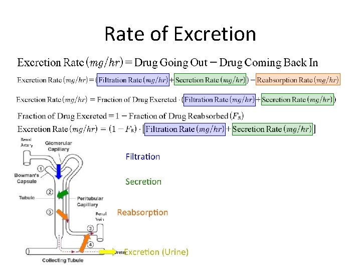 Rate of Excretion 