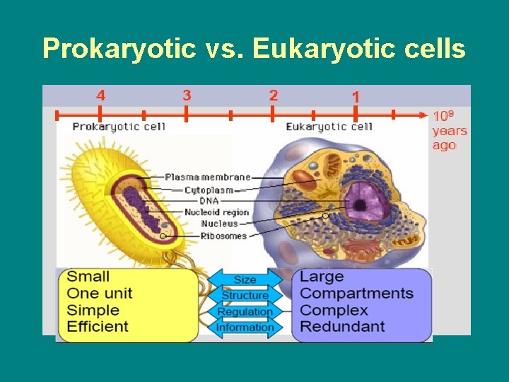 Prokaryotic vs. Eukaryotic cells 