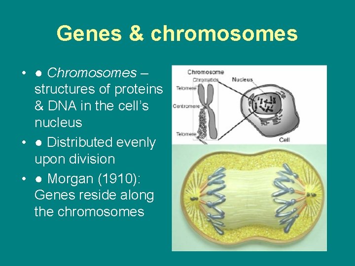 Genes & chromosomes • ● Chromosomes – structures of proteins & DNA in the