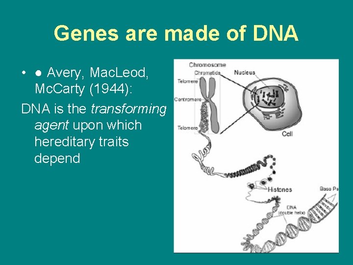 Genes are made of DNA • ● Avery, Mac. Leod, Mc. Carty (1944): DNA