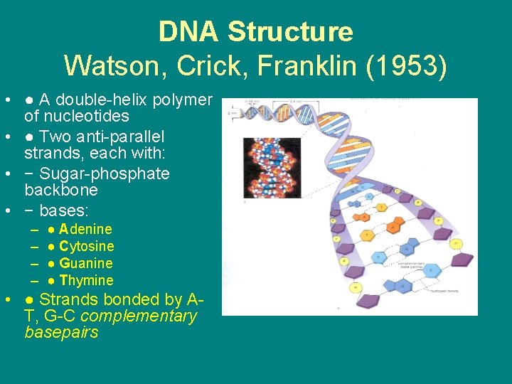 DNA Structure Watson, Crick, Franklin (1953) • ● A double-helix polymer of nucleotides •