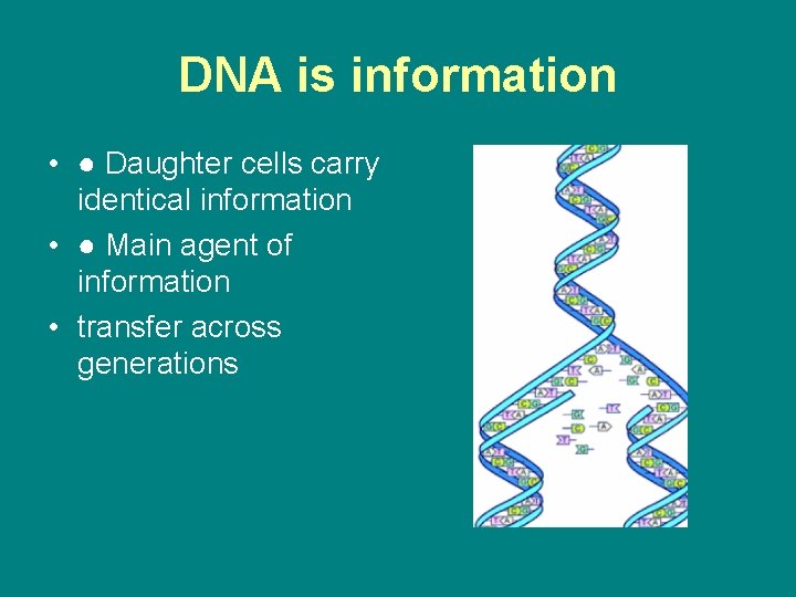 DNA is information • ● Daughter cells carry identical information • ● Main agent