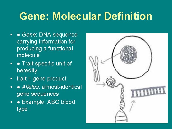 Gene: Molecular Definition • ● Gene: DNA sequence carrying information for producing a functional