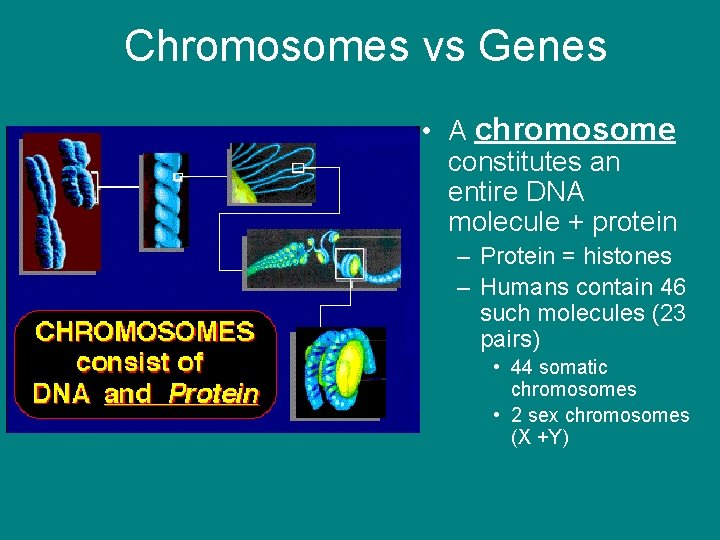 Chromosomes vs Genes • A chromosome constitutes an entire DNA molecule + protein –