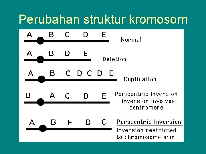 Perubahan struktur kromosom 