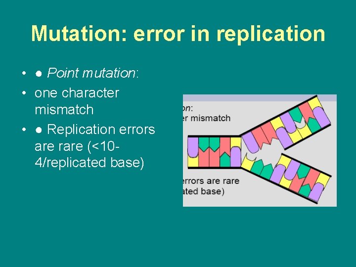 Mutation: error in replication • ● Point mutation: • one character mismatch • ●