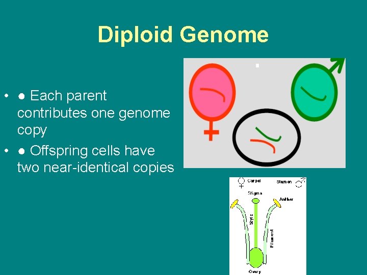 Diploid Genome • ● Each parent contributes one genome copy • ● Offspring cells