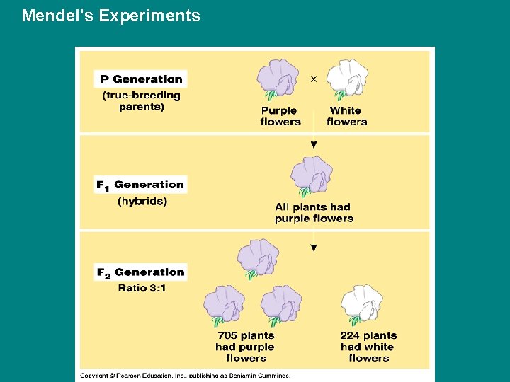 Mendel’s Experiments 