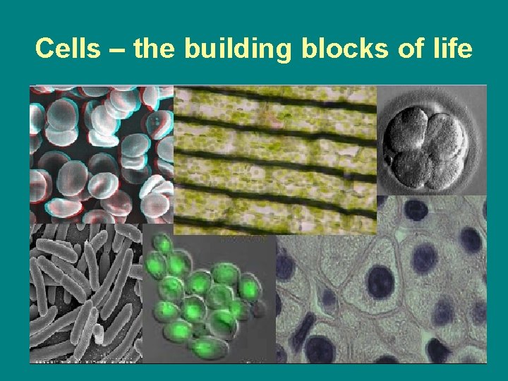 Cells – the building blocks of life 