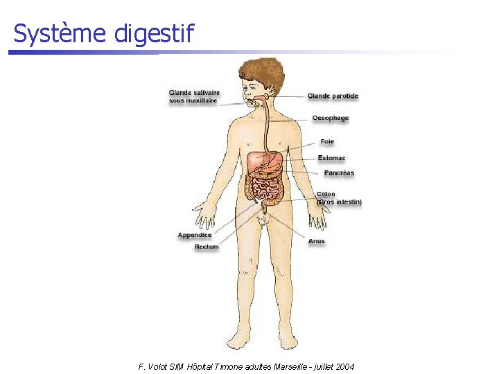 Système digestif F. Volot SIM Hôpital Timone adultes Marseille - juillet 2004 