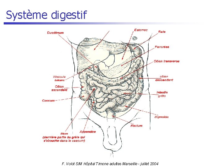 Système digestif F. Volot SIM Hôpital Timone adultes Marseille - juillet 2004 