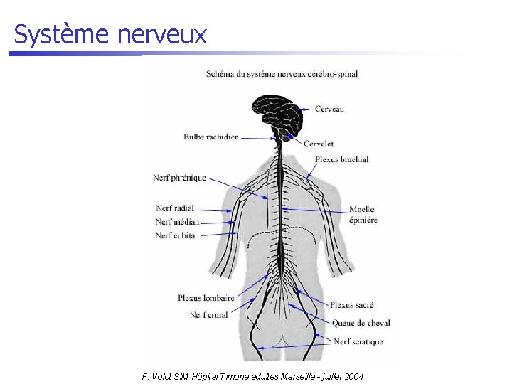 Système nerveux F. Volot SIM Hôpital Timone adultes Marseille - juillet 2004 