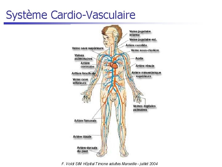 Système Cardio-Vasculaire F. Volot SIM Hôpital Timone adultes Marseille - juillet 2004 