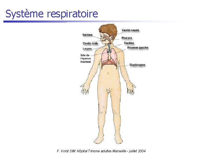 Système respiratoire F. Volot SIM Hôpital Timone adultes Marseille - juillet 2004 