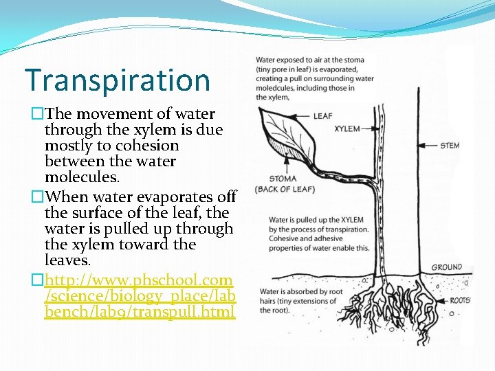 Transpiration �The movement of water through the xylem is due mostly to cohesion between