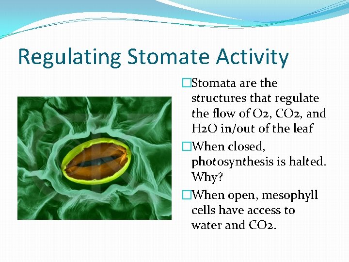 Regulating Stomate Activity �Stomata are the structures that regulate the flow of O 2,