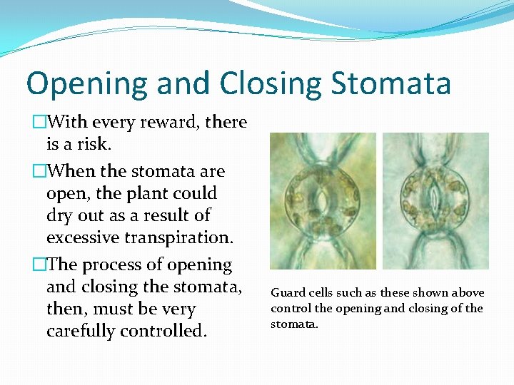 Opening and Closing Stomata �With every reward, there is a risk. �When the stomata