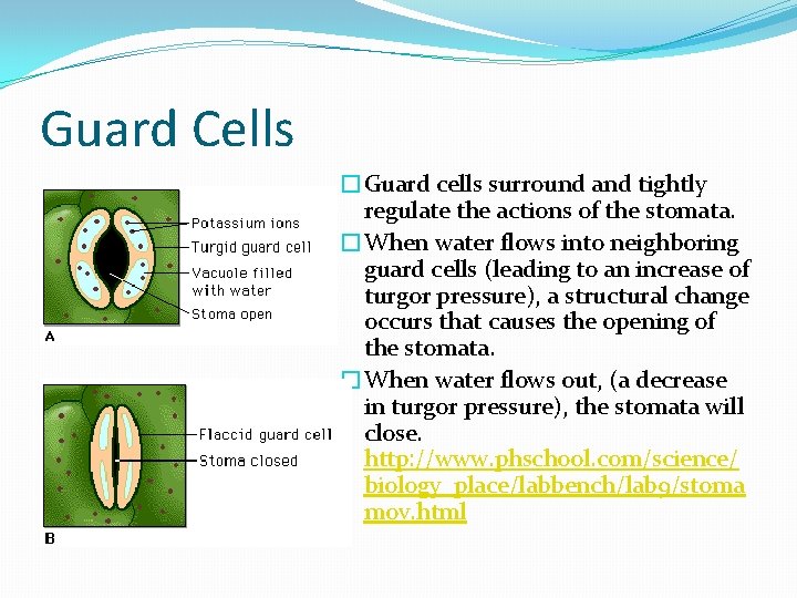 Guard Cells �Guard cells surround and tightly regulate the actions of the stomata. �When