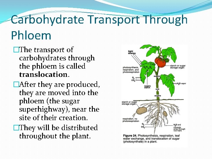 Carbohydrate Transport Through Phloem �The transport of carbohydrates through the phloem is called translocation.