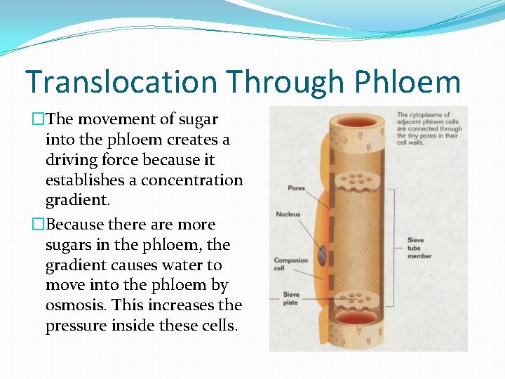 Translocation Through Phloem �The movement of sugar into the phloem creates a driving force