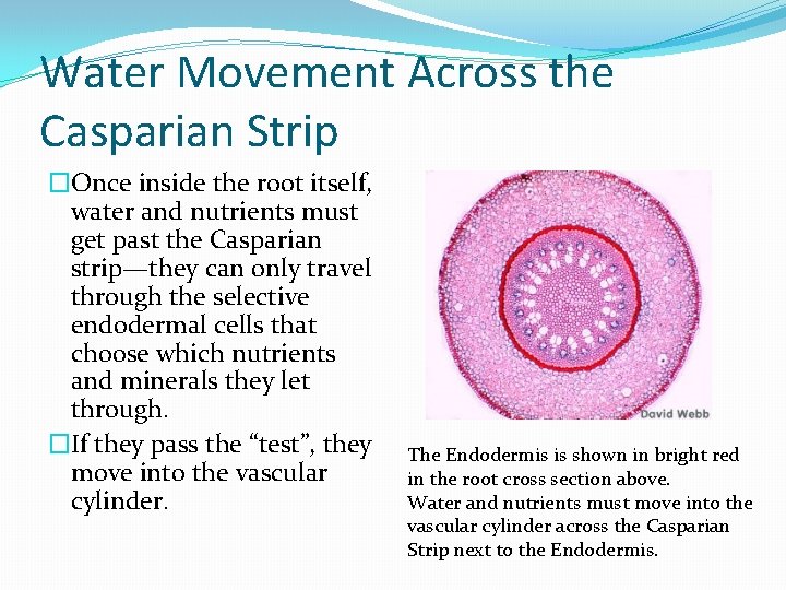 Water Movement Across the Casparian Strip �Once inside the root itself, water and nutrients