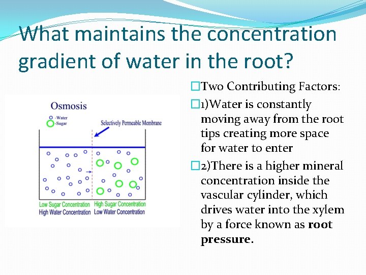 What maintains the concentration gradient of water in the root? �Two Contributing Factors: �